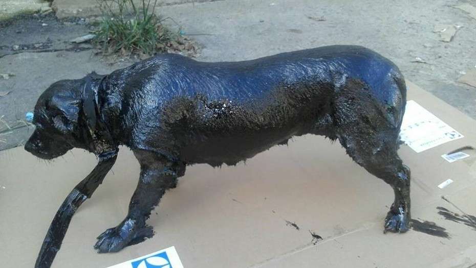 Rescatan a “Petróleo”, el perro que fue cubierto de brea
