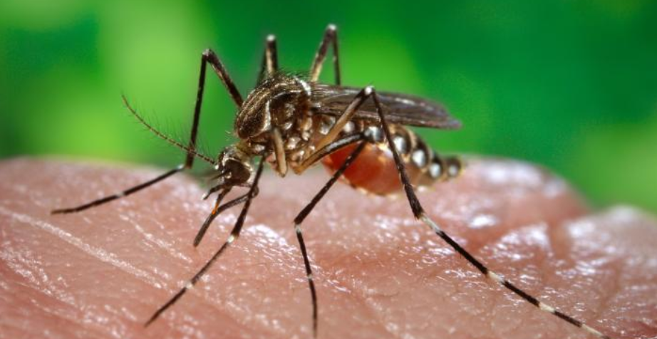 Este no es un año epidémico para el Dengue