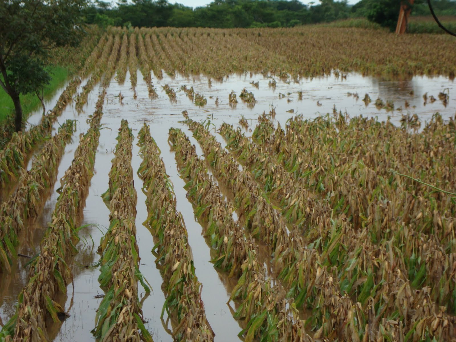 Unas 300 mil hectáreas afectadas por las lluvias