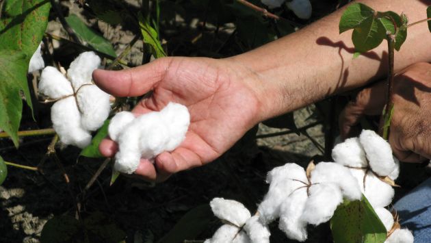 Prometieron semillas gratis a productores pero luego exigieron el pago de las mismas