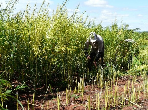 15.000 pequeños productores exportarán sésamo a Japón