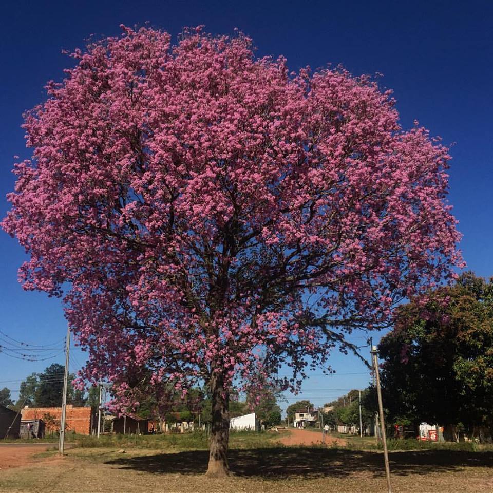 Semana cálida y sin lluvias