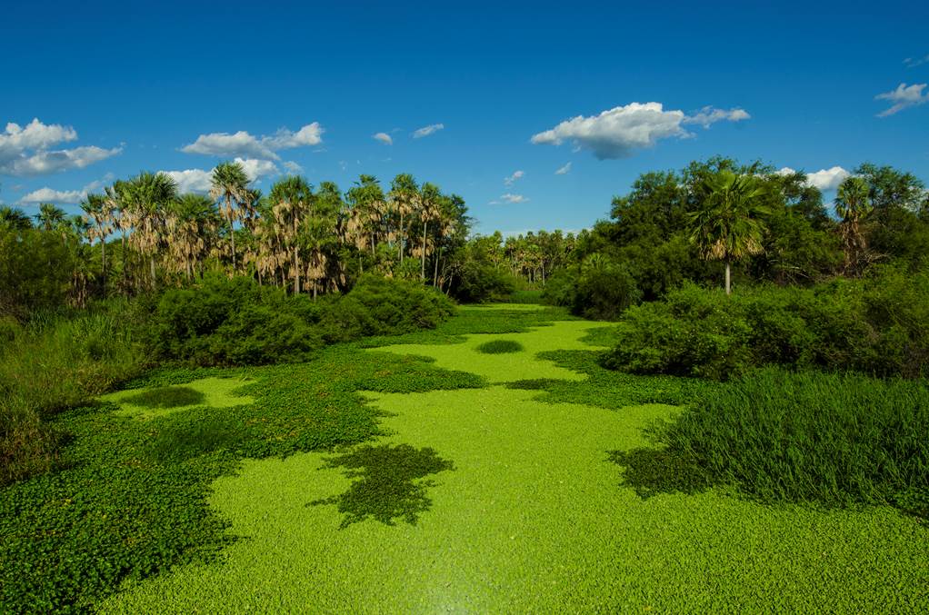 Presentarán proyecto para declarar al Pantanal paraguayo como Patrimonio de la UNESCO