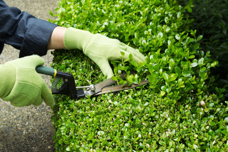 Ofertarán 100 vacancias para trabajos de jardinería en el barrio San Francisco