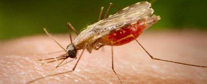 Alertan sobre casos de zika, dengue y chikunguña