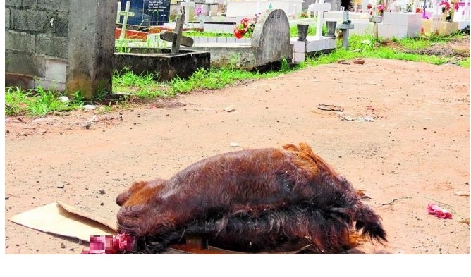 “Gallinas con velas alrededor y copas”: contralor de cementerios relata lo que se encuentra en noches de Halloween