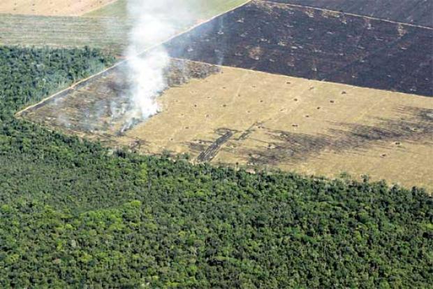 Sequía en Boquerón: “El Chaco está siendo deforestado, esa es la causa”