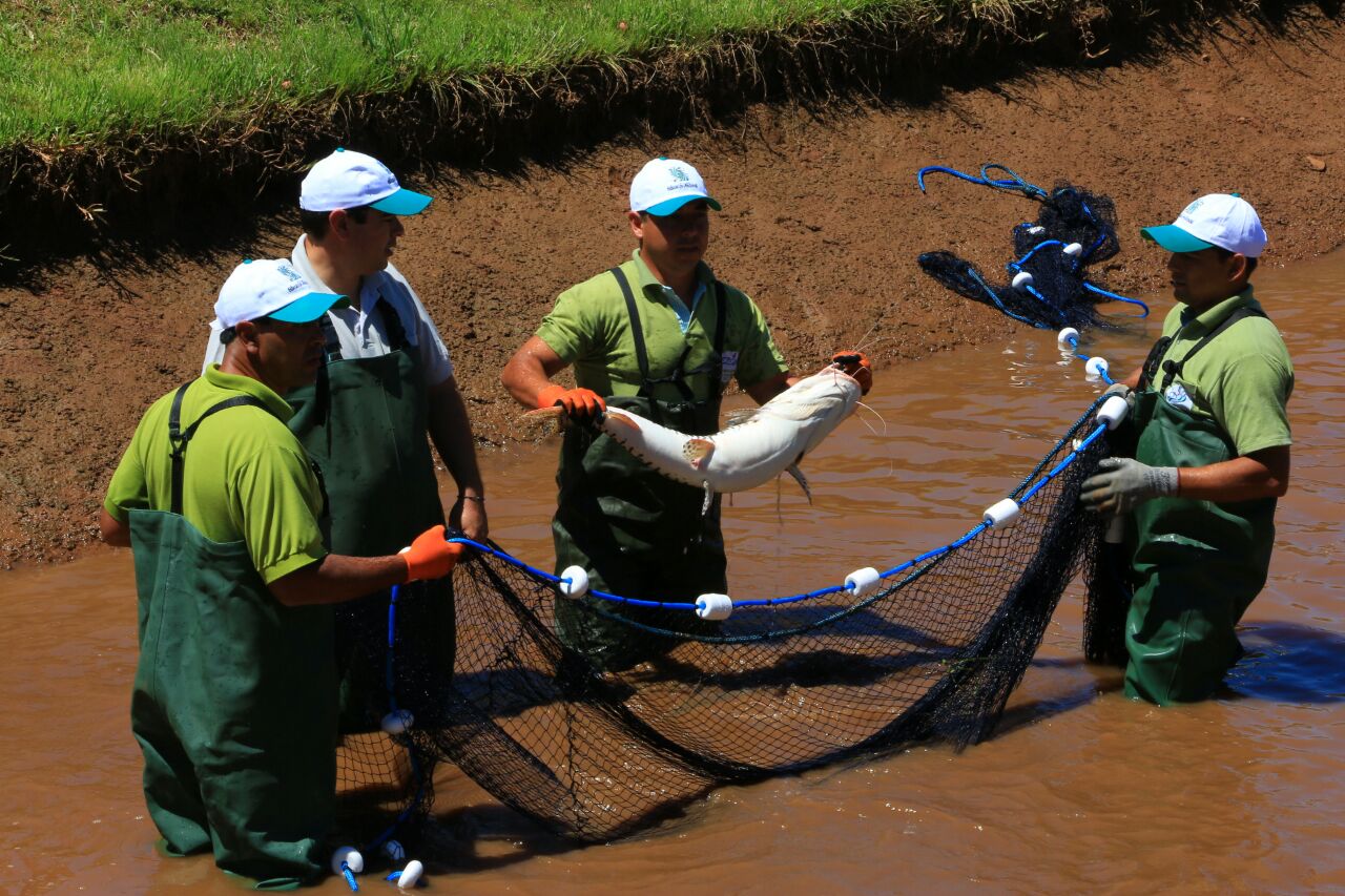 Yacyretá reproduce artificialmente alevines