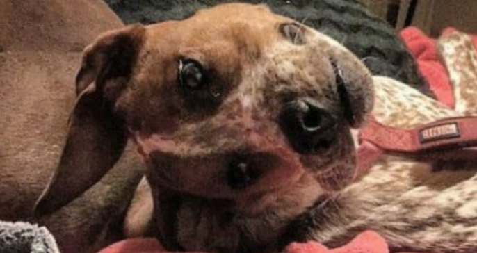 La foto viral del perro que nadie entiende