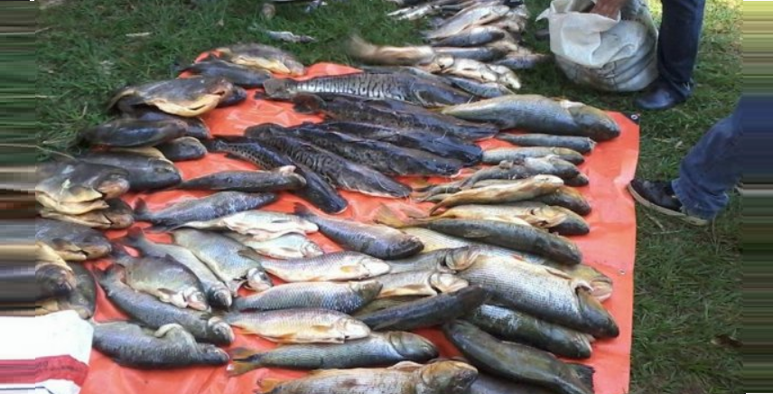 Pescados requisados se donarán a hogares de beneficencia