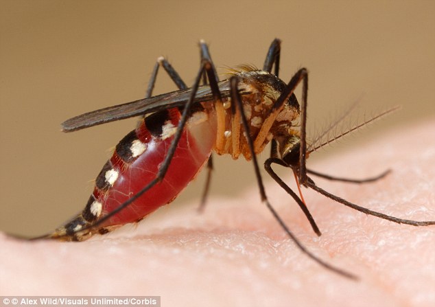 Conocé los síntomas y estate alerta ante el peligro de la Chikungunya