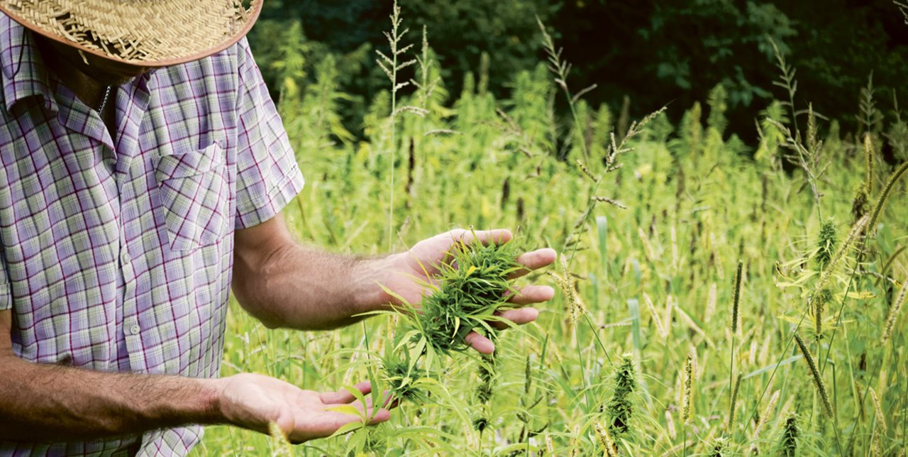 Inician investigaciones para permitir la utilización y plantación del cannabis medicinal