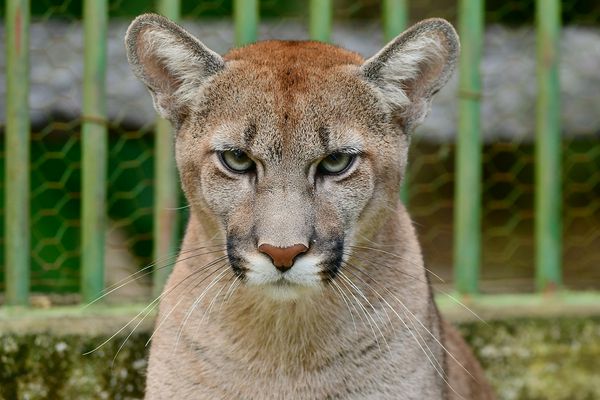 Buscan a felino ‘jagua pytâ’