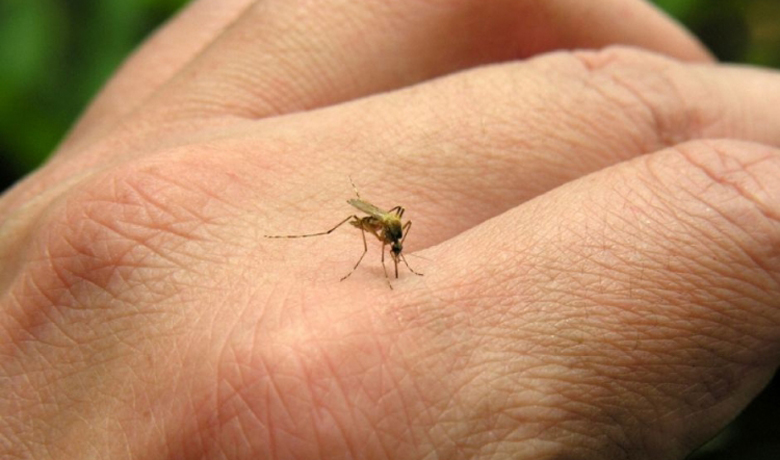 El Chikungunya puede pasar por tres etapas, pero no se repite