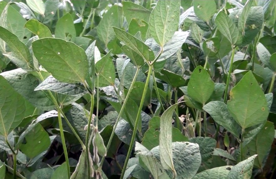 Lluvias fueron beneficiosas para la agricultura a pesar de no habber tenido una buena distribución en todo el territorio del país.