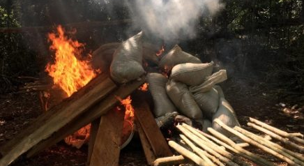 Incautan y queman más de 200 toneladas de marihuana en Amambay
