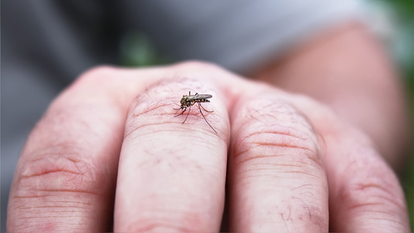 Advierten que el frío no frena la reproducción del Aedes, la eliminación de criaderos sí