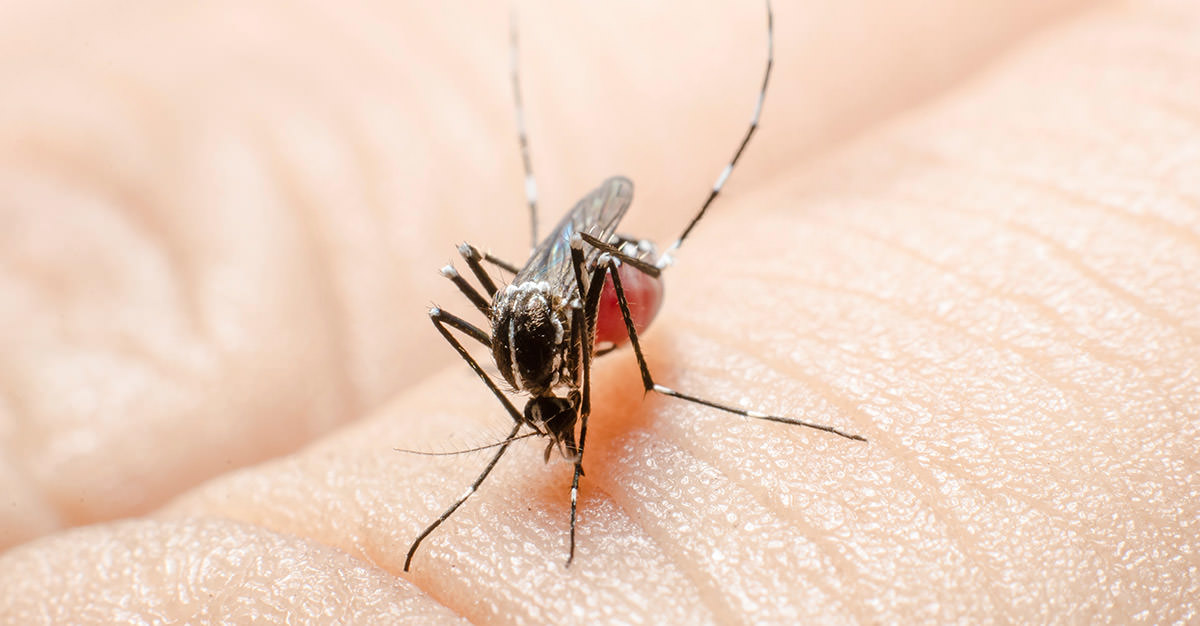 Disminuyen notificaciones de dengue y alientan a seguir eliminando criaderos
