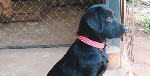Lea, una perra que hará historia en Paraguay