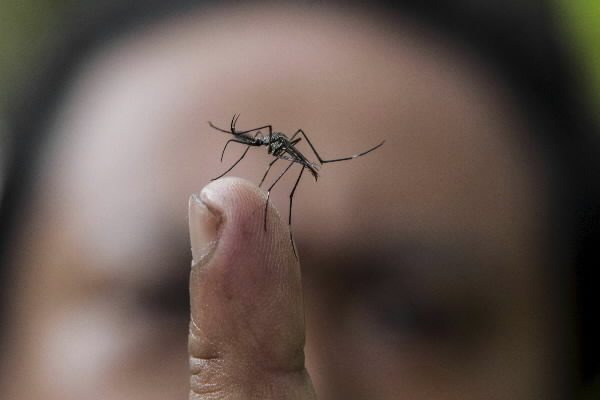 Aumentan casos de dengue y chikungunya a nivel nacional