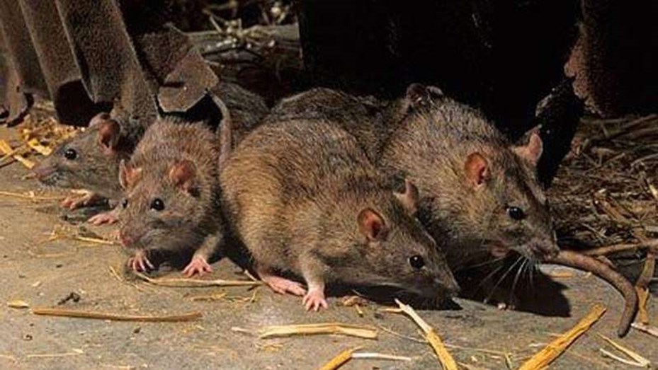 Existe posibililidad de que Hantavirus se expanda desde Argentina a países limítrofes