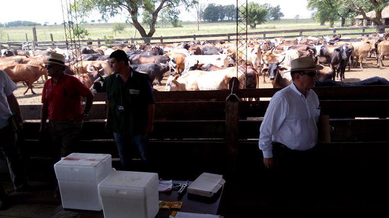 Más de 850.000 cabezas de ganado ya fueron vacunadas contra la aftosa