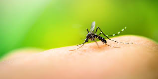 Paraguay cuenta con elementos necesarios para una epidemia de dengue