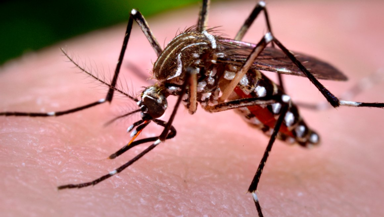 Dengue: de 90 casos, 84 son de Minga Guazú