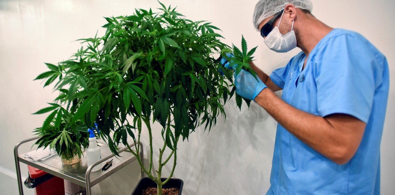 OMS pide sacar al cannabis de entre las drogas peligrosas