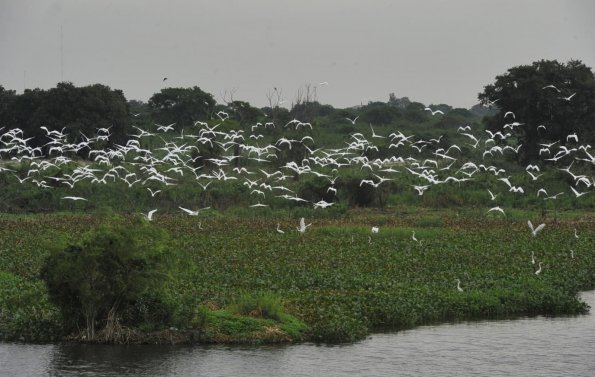 MADES recuerda prohibición de cacería de garzas