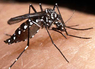 Dengue: alta infestación larvaria en diferentes puntos del país