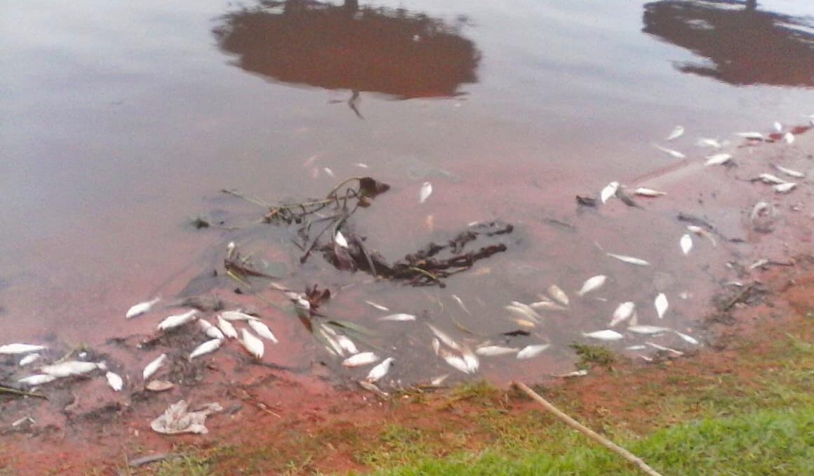 Mortandad de peces llegó a Mariano Roque Alonso 