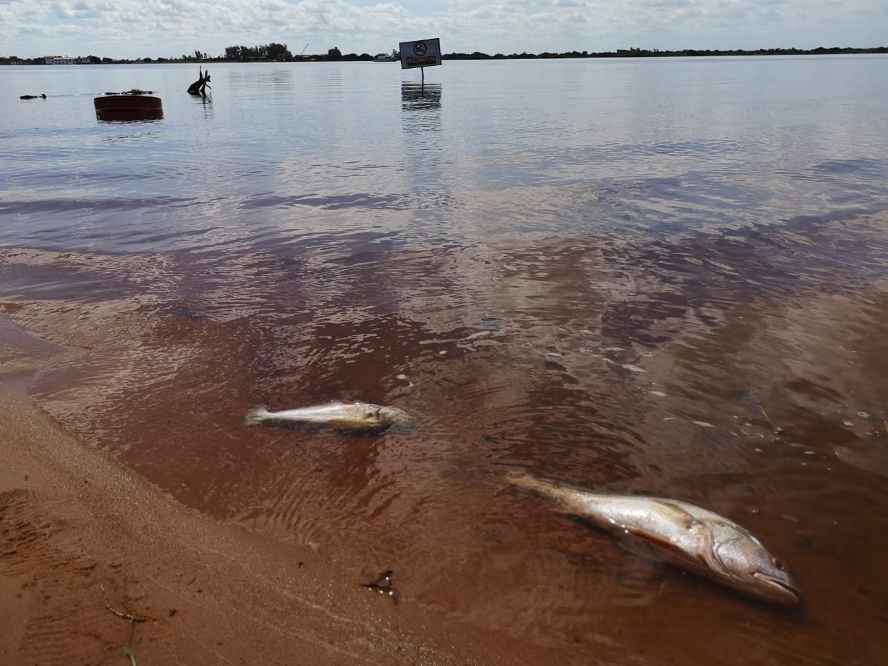 Mortandad de peces: Todo apunta a falta de oxígeno