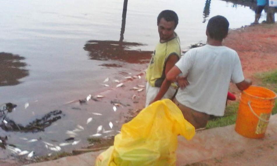 CEMIT analiza calidad del agua donde aparecieron los peces muertos 