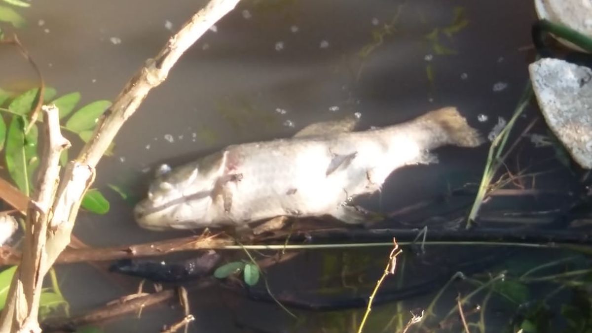 Mortandad de peces en el país no tiene relación con lo ocurrido en Brasil