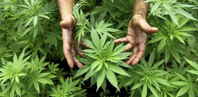 “El cannabis es una esperanza para nosotros”