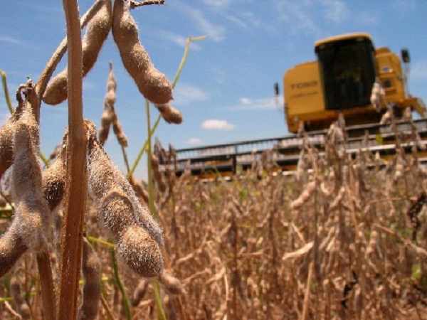 Fuerte caída de producción de soja en primer semestre