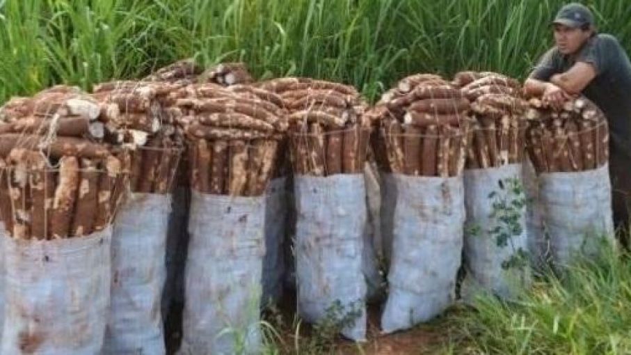 Productores de Canindeyú venden mandioca a solo G. 250 por kilo: “Hay hiperproducción”
