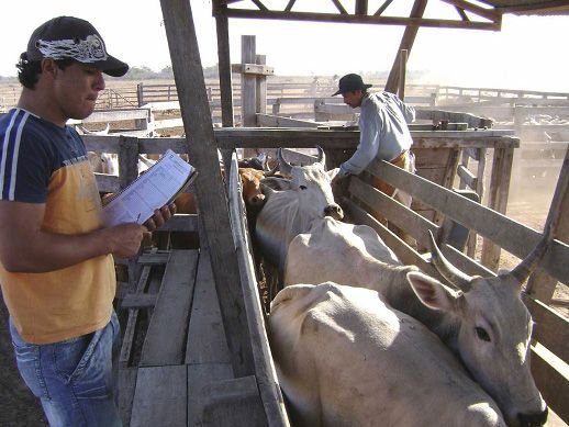 SENACSA supera el 50% del hato ganadero vacunado