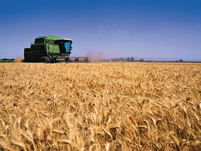 Productores de trigo resaltan futura buena cosecha pese a frío