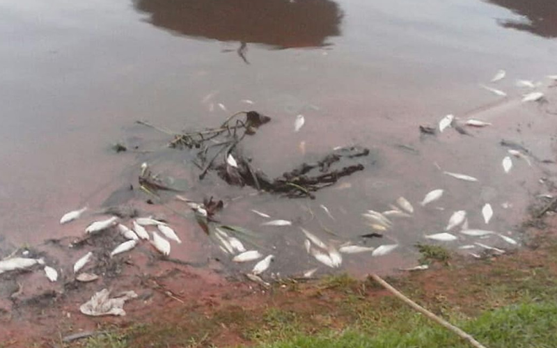 Vecinos denuncian mortandad de peces en arroyo Mburicaó
