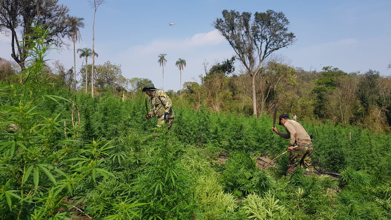 Casi 500 toneladas de marihuana eliminó operativo conjunto entre Paraguay y Argentina