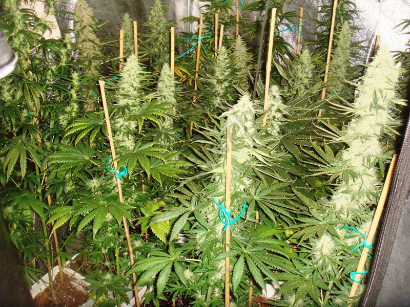 Mamá Cultiva celebra media sanción que despenaliza autocultivo de cannabis