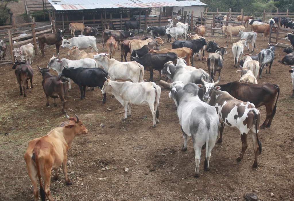 Bajo precio de la carne suma un problema más a la ganadería paraguaya