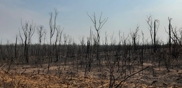 Cerca de 300.000 hectáreas de bosques ya fueron consumidas por incendios en Chaco
