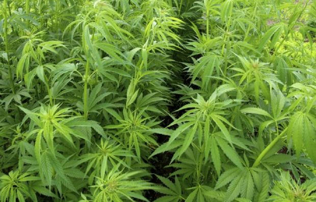 Con cáñamo gobierno busca disminuir producción de “marihuana que tiene droga”