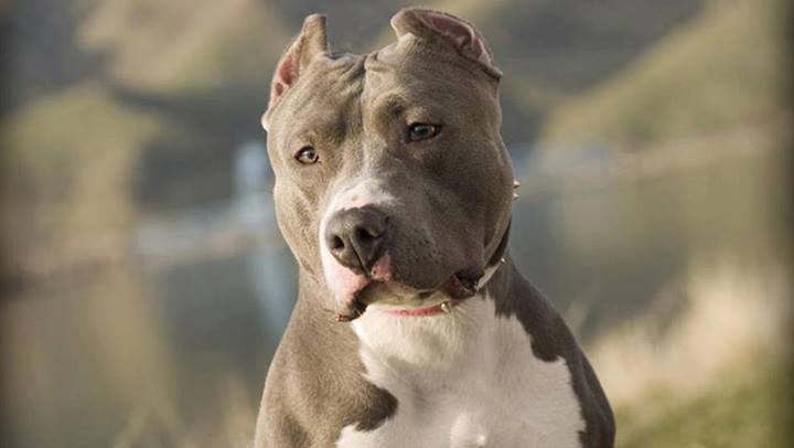 Ataque de perro pitbull a estudiantes: Fiscalía investigará a dueña