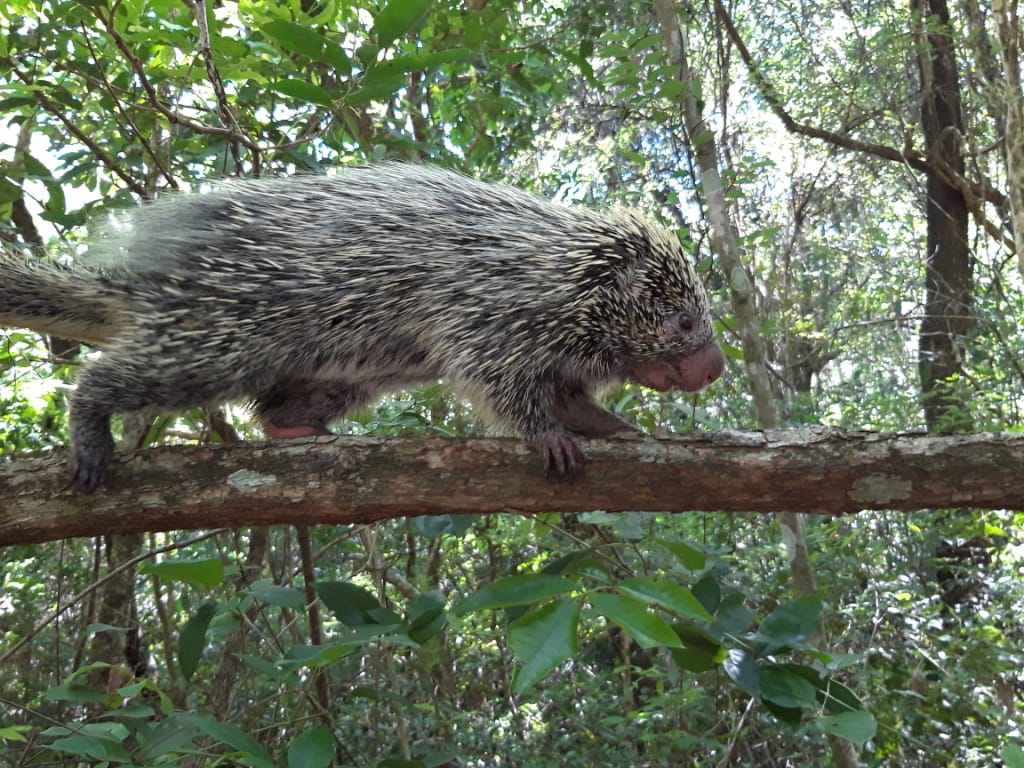 Animales silvestres son rescatados en zona de Caacupé