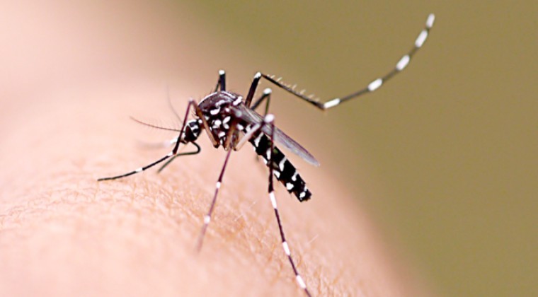 Advierten que el dengue se viene con todo e instan a tomar medidas de prevención