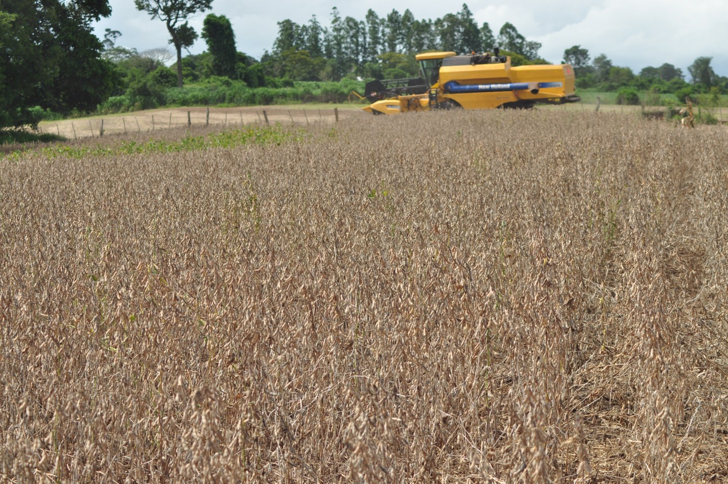 Productores esperan mejor 2020 tras mal año para la cosecha